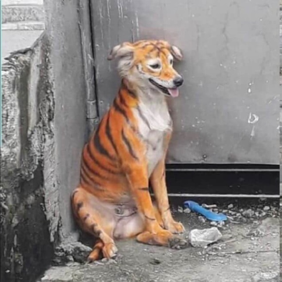 Tiger 🐯 - Picture 3 of 5